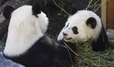 The first Giant Pandas in the Middle East Arrive in Qatar